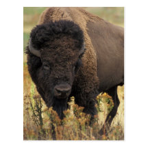 Hölzerne Bison-Postkarte