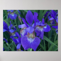 Hölzerne Iris Plakate