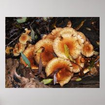 Honig-PilzArmillaria Mellea Posterdrucke