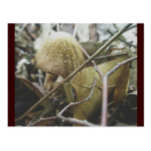 Hoodie-Pilz-Postkarte
