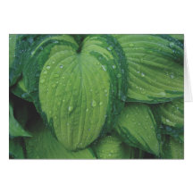 Hosta, 'June Karten