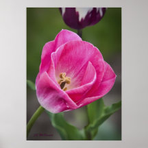 Hübsch im Rosa Posterdrucke