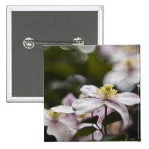 Hübsche rosa Clematis-Blume Anstecknadel