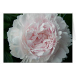 Hübsche rosa Pfingstrose Karte