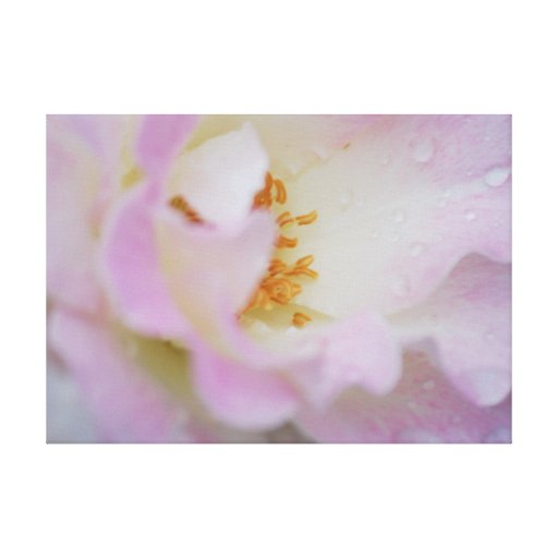Hübsche rosa Rose Leinwand Drucke
