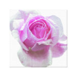 Hübsche rosa Rose Leinwanddruck