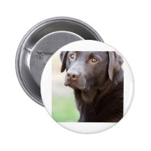 Hübsche Schokolade Labrador Anstecknadel