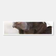 Hübsche Schokolade Labrador Autosticker