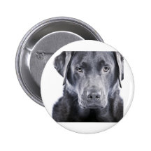 Hübsche Schokolade Labrador Button