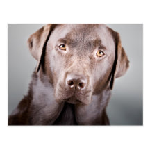 Hübsche Schokolade Labrador Postkarten