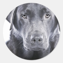 Hübsche Schokolade Labrador Runde Aufkleber