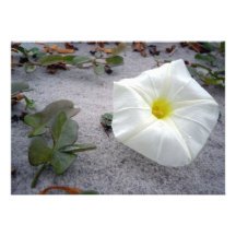 Hübsche Strand-Winde Ankündigungskarte
