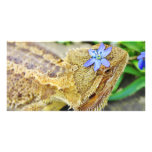 Hübscher bärtiger Drache Photokarte