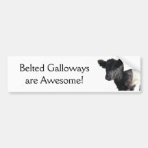 Hübscher umgeschnallter Galloway-Ochse Autosticker