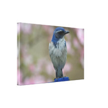 Hübscher Vogel Galerie Gefaltete Leinwand