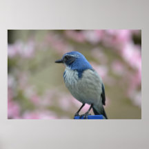 Hübscher Vogel Posterdruck