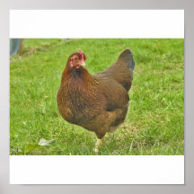 Huhn Plakatdruck