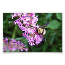 Hummel-Biene auf lila Blumen-Druck Fotografien