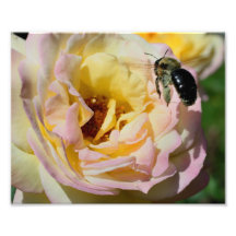 Hummel-Biene Natur-dem Druck in des Flug-10x8 Fotografische Drucke