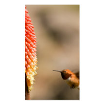 Humminbird und Rot - heiße Poker-Blume Visitenkartenvorlagen