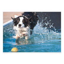 Hund, der in der Wassereinladung spritzt