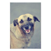 Hund Foto Druck