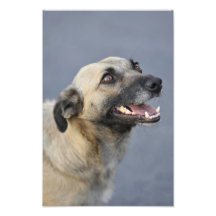 Hund Fotografische Drucke
