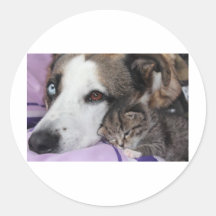 Hund, Katze, Freundschaft Aufkleber