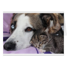 Hund, Katze, Freundschaft Karten