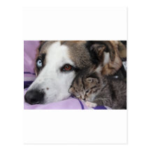 Hund, Katze, Freundschaft Postkarten