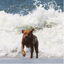Hund - komme ich… her photo figuren