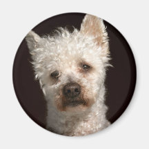 Hund Magnete