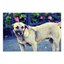 Hund Photo