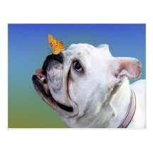 Hund und Schmetterling Postkarten
