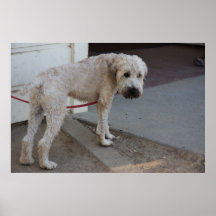 Hündchen auf Leine-Plakat