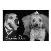 Hündchen Save the Date Postkarte