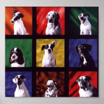Hunde Plakate
