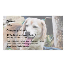 HundeBeagle-Zunge-Pelz-Keuchen Visitenkartenvorlage