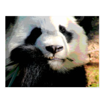 Hungriger Panda Postkarten