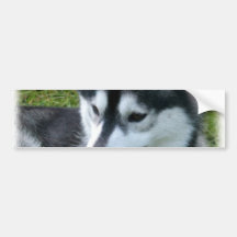 Husky-Autoaufkleber