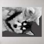 Husky Love Plakatdrucke