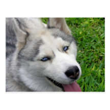 Husky-Schablone Postkarten