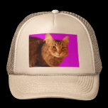 Hut der Katzen-14 kappen