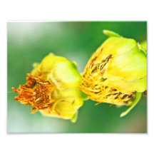 HWNo1: Versteckte Wunder Nr. 1 Photo Drucke
