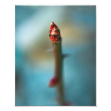 HWNo2: Versteckte Wunder Nr. 2 Photographien