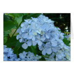 Hydrangea-Blume kardiert blauen Hydrangeas-Garten Karte