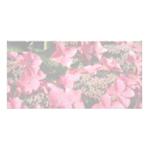 Hydrangea. Rosa Blumen. Weiche Pastellfarben Photo Karte