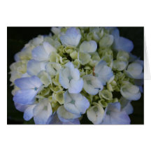 Hydrangeaanmerkungskarte