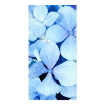 Hydrangeanahaufnahme Foto Grußkarte