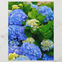 Hydrangeas Flyerdruck